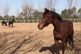 视频丨西安90后马术教练教你认识各种马 一匹汗血马价值200万图片
