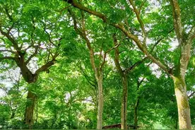 福建漳州发现成片国家二级重点保护野生植物格木图片