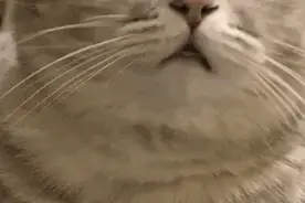 这种情况究竟是闯红灯，还是不按导向车道行驶？看完你就懂了图片