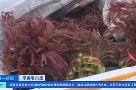 河南时令蔬菜大量上市，香椿价格腰斩图片