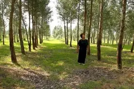 20年种树1000万棵，上海失独妈妈把思念都种进了沙漠图片