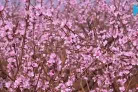 美不胜收！昆明嵩明千亩桃花开图片