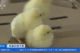 出场价降至1.2元/只！鸡苗价格大幅下降 鸡场每天亏损将近30万元图片