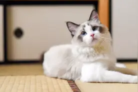 瘟疫猫也敢卖？法院：欺诈，赔偿医疗费，还要“退一赔三”图片