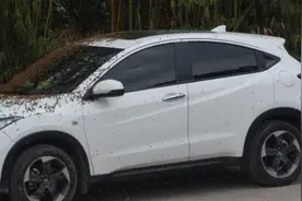 野蜂爱上小白车，司机好为难图片