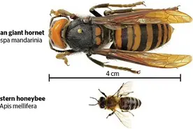 美科学家发现独特的性信息素，可以诱捕诱杀入侵的杀人大黄蜂图片