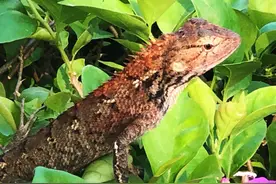 到海南看“变色龙”正当时图片