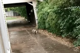狗子捡了一只流浪小奶猫，三步一回头生怕没跟上...太暖了图片
