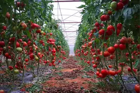 万象“耕”新——兴宁区以“三个聚焦”推动农业高质量发展图片