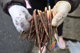 箭竹笋你吃过吗？最高剥壳可卖300元一斤 每天还供不应求图片