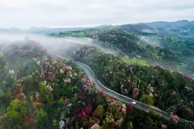 百里杜鹃景区游览须知！图片