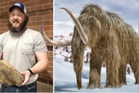 美国一建筑工人发现巨大猛犸象牙齿 重12公斤长28厘米图片