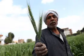 多重因素致中东粮食涨价 主要进口国布局粮食安全图片