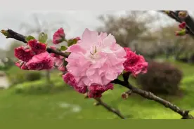 看天气而定，东湖樱花园夜游暂停图片