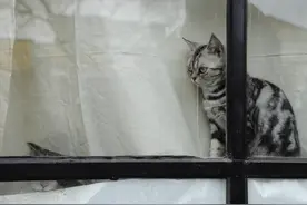 猫咪咖啡馆：可爱的生意与残酷的代价图片