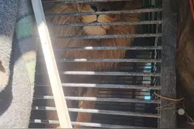 英国男子穿越火线，去乌克兰动物园救出两头猛兽，乌士兵：开什么玩笑图片