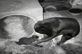 熊宝宝百日了！广州时隔16年再度繁育马来熊，比大熊猫濒危图片