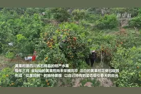 四川石棉：黄果柑花果同树 新鲜上市视频封面
