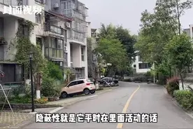 白蚁危害不容忽视 今年成都3月27日进入白蚁分飞期丨又到白蚁分飞季③视频封面