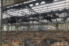 合肥繁华大道一玻璃温室大棚突发大火 棚内栽种绿植还养着小动物图片