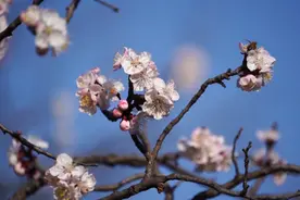 「诗画山东」青州：杏花村里杏花开图片