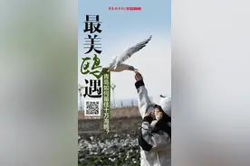 半岛聚焦丨从“喂”到“为”，青岛如何留住十万海鸥的“野性”？330余倍体量飙升背后，关乎这座城市人与自然的和谐共生图片