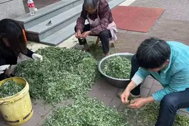 艾草悠香，杭州村里的春日限定美味上线了图片