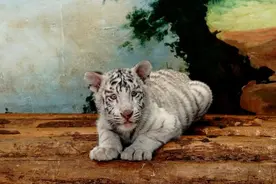 你知道华南虎曾在上海出没过吗？还有哪些野生动物在沪“安家”图片