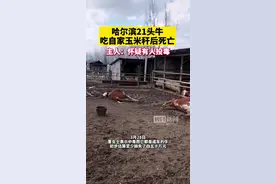 哈尔滨21头牛吃自家玉米秆后死亡，主人：怀疑有人投毒图片