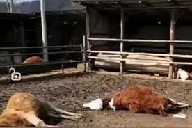 哈尔滨21头牛吃草料死亡主人怀疑被投毒，警方：等鉴定结果图片