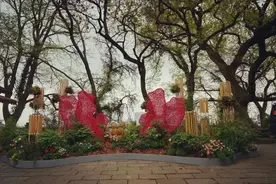 杭州六和塔下，牡丹正绚丽盛放，去欣赏一下啥叫“国色天香”图片