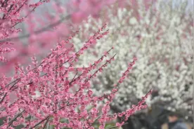 赏花地图丨驻马店的春天看这里就够了图片