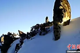 四川宝兴：雪豹“巡山打卡”图片