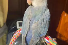 意外飞丢，主人急寻！这只巴掌大的鹦鹉听到自己名字会回应图片