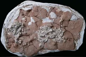 巨蜥类蜥蜴和巨蜥起源新证据图片