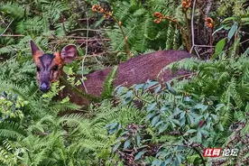 我在野外拍鸟，却意外拍到了麂子图片