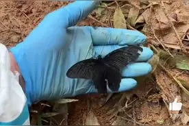 东航飞行事故救援现场托起蝴蝶的消防员：哀思瞬间涌上心头图片