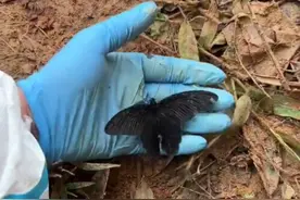 坠机现场，蝴蝶证明你来过图片