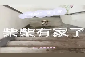 “柴柴”有家了！流浪狗被收养后瞬间变成可爱宝宝~来看看「周到萌宠群」铲屎官的收养日记吧丨萌宠vlog图片