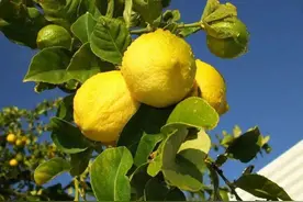 种植柠檬不是梦，盆栽技术要点在这里图片