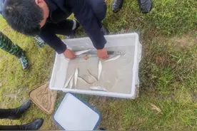 武汉成功驯化和繁育长江刀鱼图片