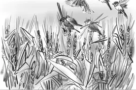 最后的小麦图片