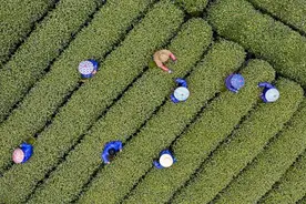 各地春茶上市观察：小叶子大产业 茶文章处处芳图片