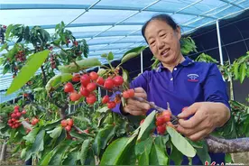 沽源东一棵村：错季樱桃映红致富路图片