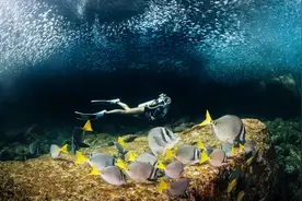 自由潜：整个海底就像布满萤火虫图片