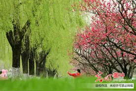 插柳、戴柳……清明这些习俗与柳有关图片