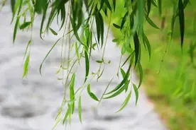 岁时草木记⑨ | 感伤不悲伤 春天的柳树不止依依垂地一种图片