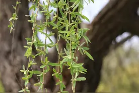 清明话“柳”丨花花万物图片