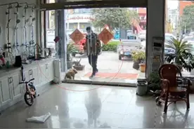 狗狗被偷前隔门求救主人浑然不知，警方：已立案调查图片