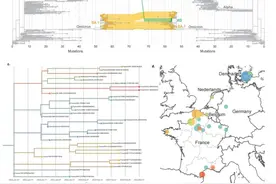 最早发现于法国的德尔塔奥密克戎重组变异如何？巴斯德研究所详解图片